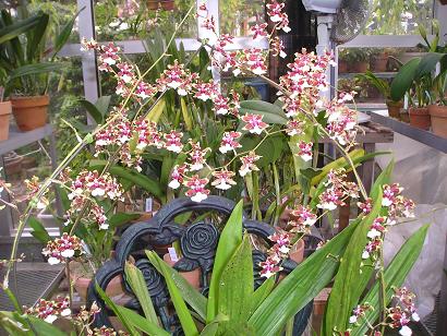 ���ƒ�̉ԂƎČ��E��