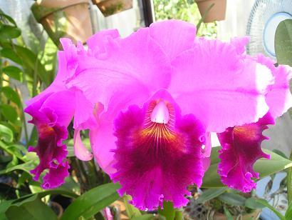 ���ƒ�̉ԂƎČ��E��