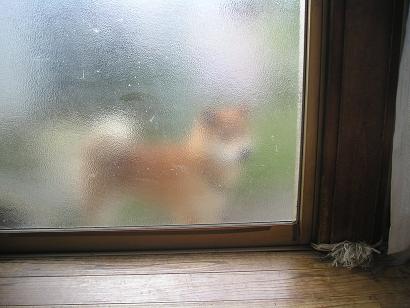 ���ƒ�̉ԂƎČ��E��