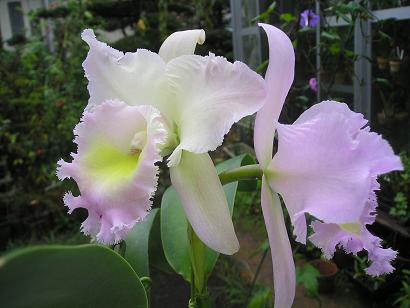 ���ƒ�̉ԂƎČ��E��