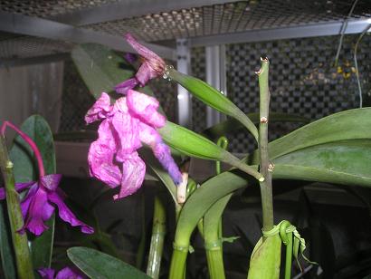 ���ƒ�̉ԂƎČ��E��