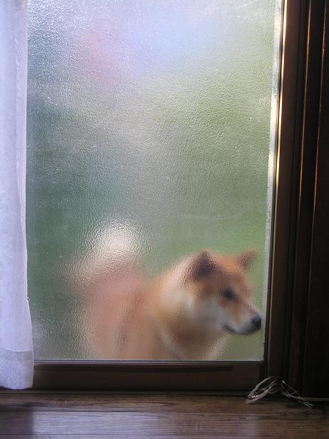 ���ƒ�̉ԂƎČ��E��