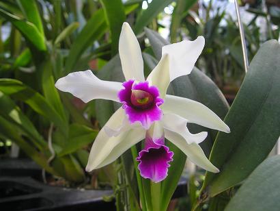 ���ƒ�̉ԂƎČ��E��