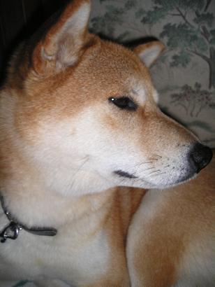 ���ƒ�̉ԂƎČ��E��