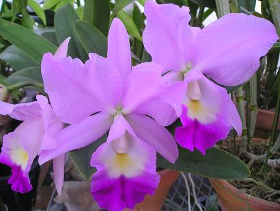 ���ƒ�̉ԂƎČ��E��