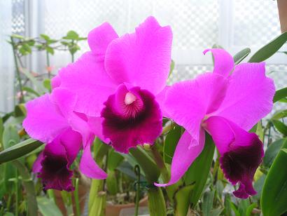 ���ƒ�̉ԂƎČ��E��