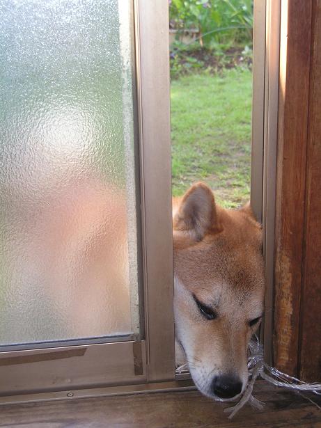 ���ƒ�̉ԂƎČ��E��