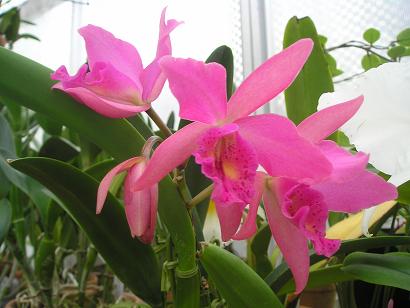 ���ƒ�̉ԂƎČ��E��