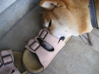 ���ƒ�̉ԂƎČ��E��