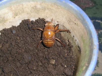 ���ƒ�̉ԂƎČ��E��