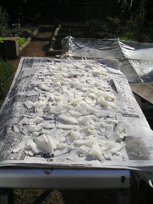 ���ƒ�̉ԂƎČ��E��