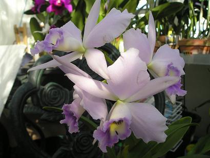 ���ƒ�̉ԂƎČ��E��