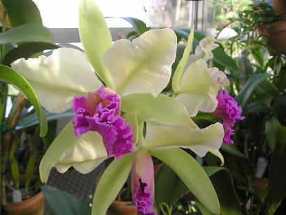 ���ƒ�̉ԂƎČ��E��