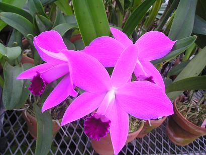 ���ƒ�̉ԂƎČ��E��