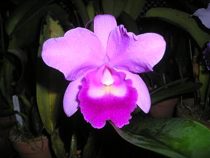 ���ƒ�̉ԂƎČ��E��