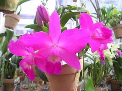 ���ƒ�̉ԂƎČ��E��