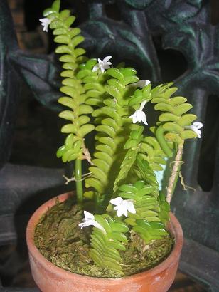 ���ƒ�̉ԂƎČ��E��