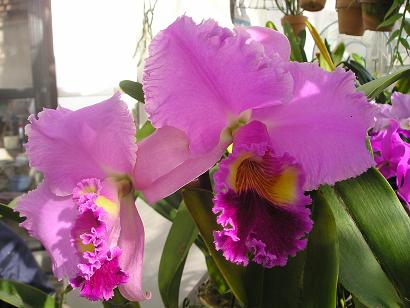 ���ƒ�̉ԂƎČ��E��