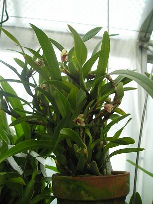 ���ƒ�̉ԂƎČ��E��