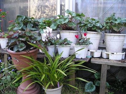 ���ƒ�̉ԂƎČ��E��