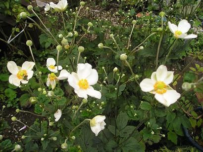 ���ƒ�̉ԂƎČ��E��