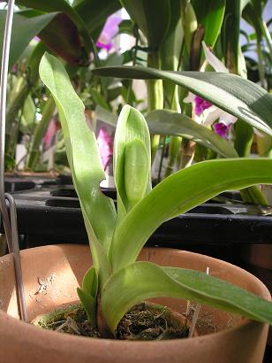 ���ƒ�̉ԂƎČ��E��