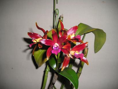 ���ƒ�̉ԂƎČ��E��