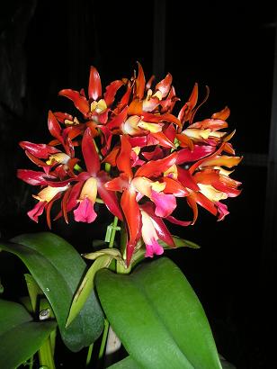 ���ƒ�̉ԂƎČ��E��