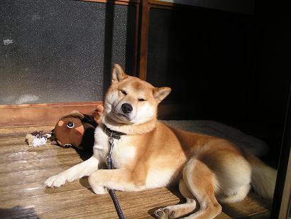 ���ƒ�̉ԂƎČ��E��