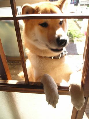 ���ƒ�̉ԂƎČ��E��