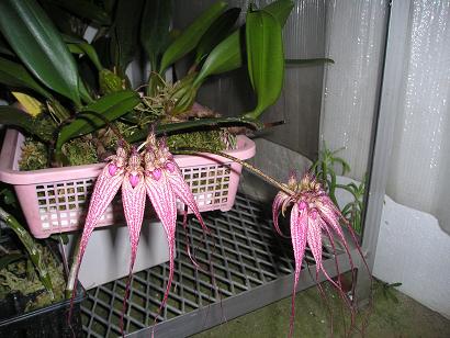 ���ƒ�̉ԂƎČ��E��