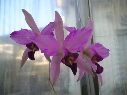 ���ƒ�̉ԂƎČ��E��