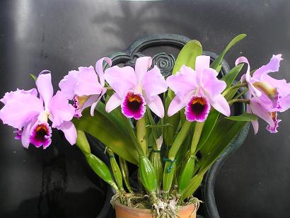 ���ƒ�̉ԂƎČ��E��