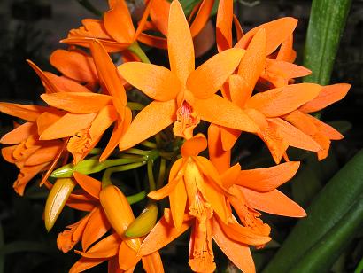 ���ƒ�̉ԂƎČ��E��