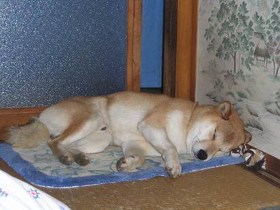 ���ƒ�̉ԂƎČ��E��