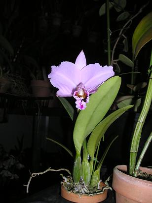 ���ƒ�̉ԂƎČ��E��