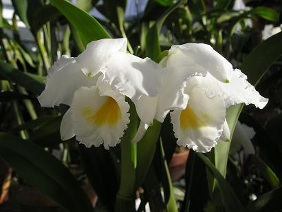 ���ƒ�̉ԂƎČ��E��