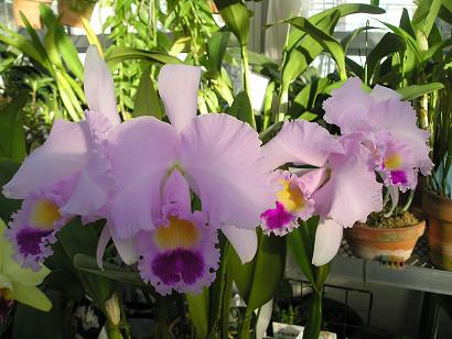 ���ƒ�̉ԂƎČ��E��