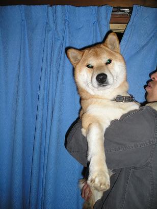 ���ƒ�̉ԂƎČ��E��