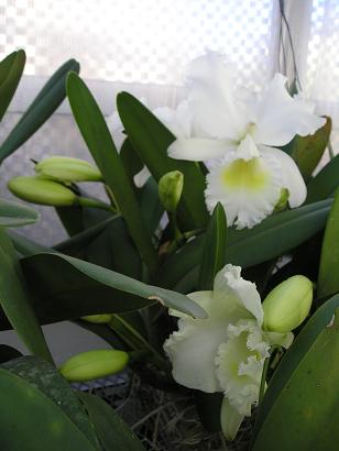 ���ƒ�̉ԂƎČ��E��