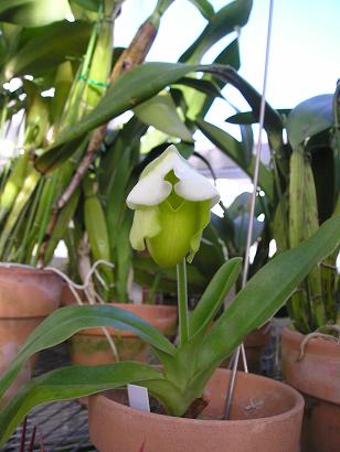 ���ƒ�̉ԂƎČ��E��