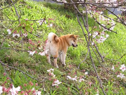 ���ƒ�̉ԂƎČ��E��