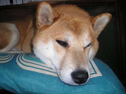 ���ƒ�̉ԂƎČ��E��