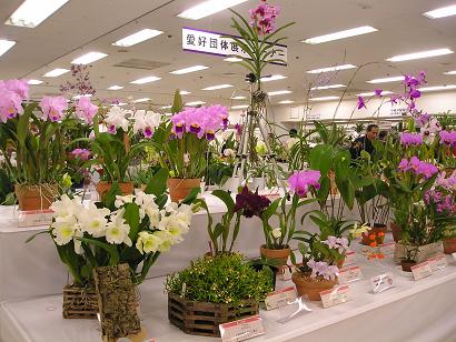 ���ƒ�̉ԂƎČ��E��