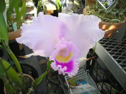 ���ƒ�̉ԂƎČ��E��