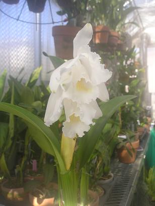 ���ƒ�̉ԂƎČ��E��