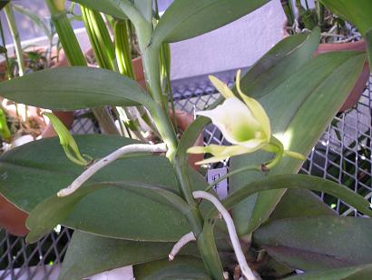 ���ƒ�̉ԂƎČ��E��