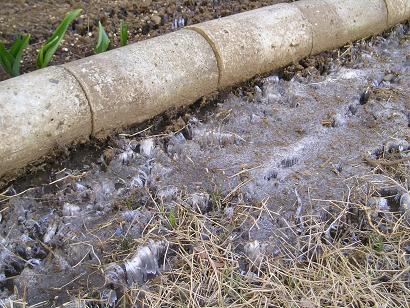 ���ƒ�̉ԂƎČ��E��