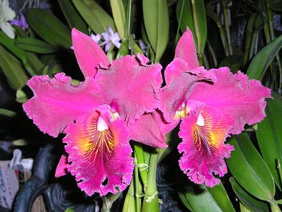 ���ƒ�̉ԂƎČ��E��