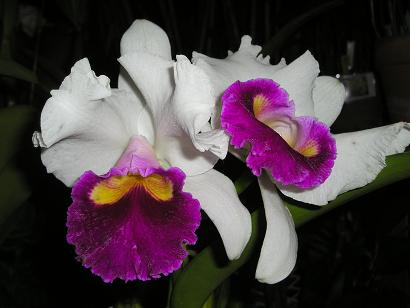 ���ƒ�̉ԂƎČ��E��